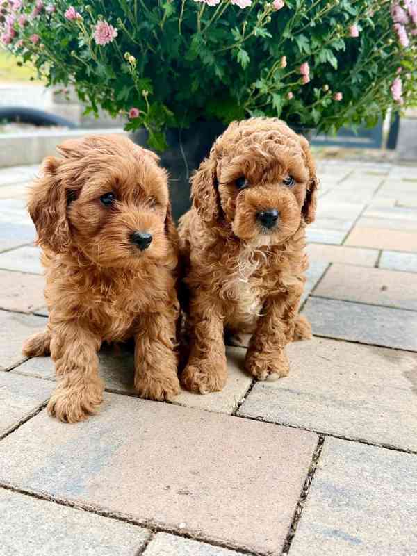 Maltipoo originál  - foto 1