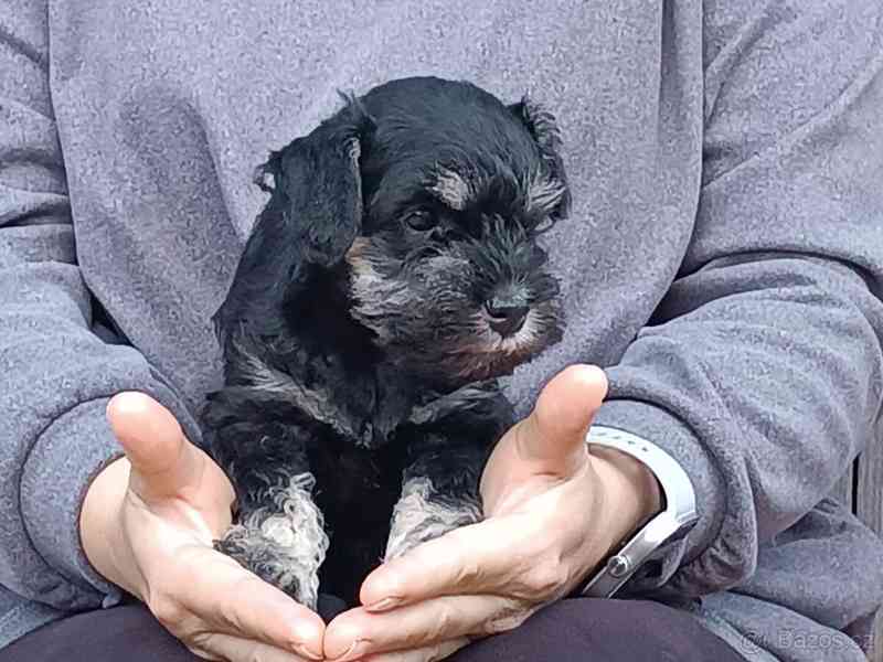 Knírač malý černostříbřitý - foto 3