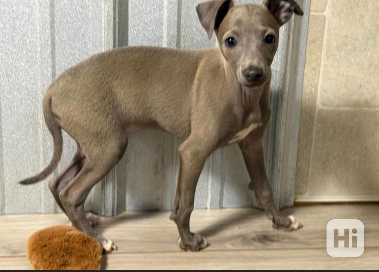 Rozkošná štěňata Italský Chrtík - foto 1