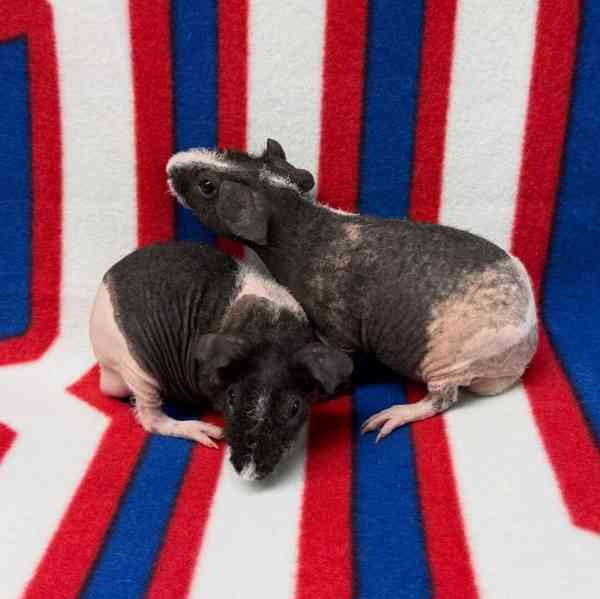 Nejroztomilejší morčata k prodeji 