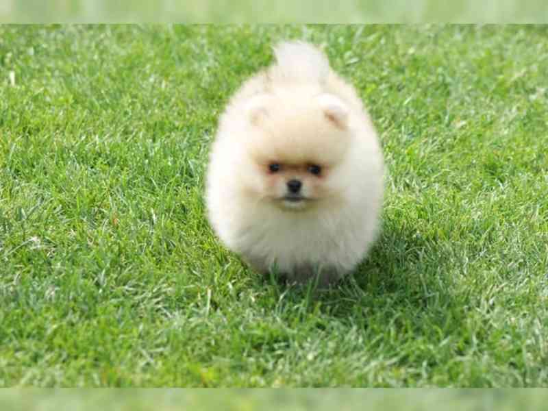 Německý špic trpasličí (Pomeranian) - foto 3
