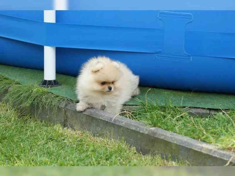 Německý špic trpasličí (Pomeranian) - foto 2