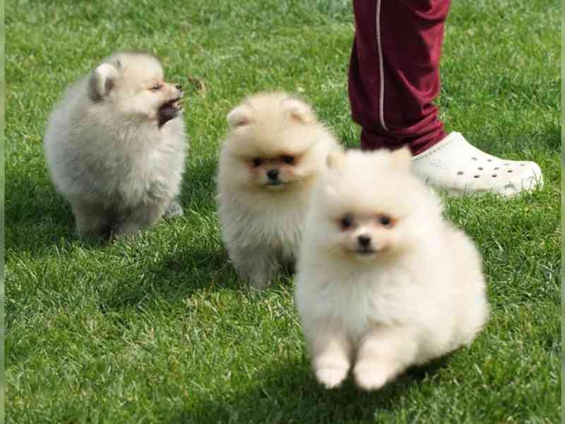 Německý špic trpasličí (Pomeranian) - foto 4