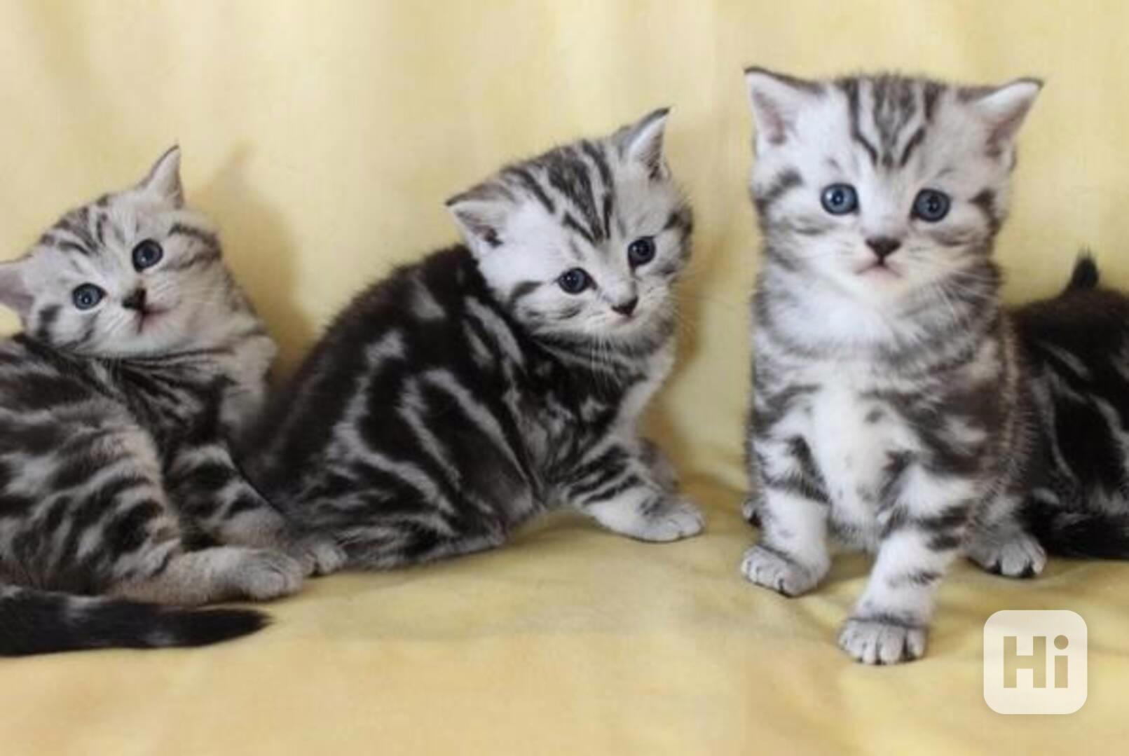 Bkh Britská Koťátka  - foto 1