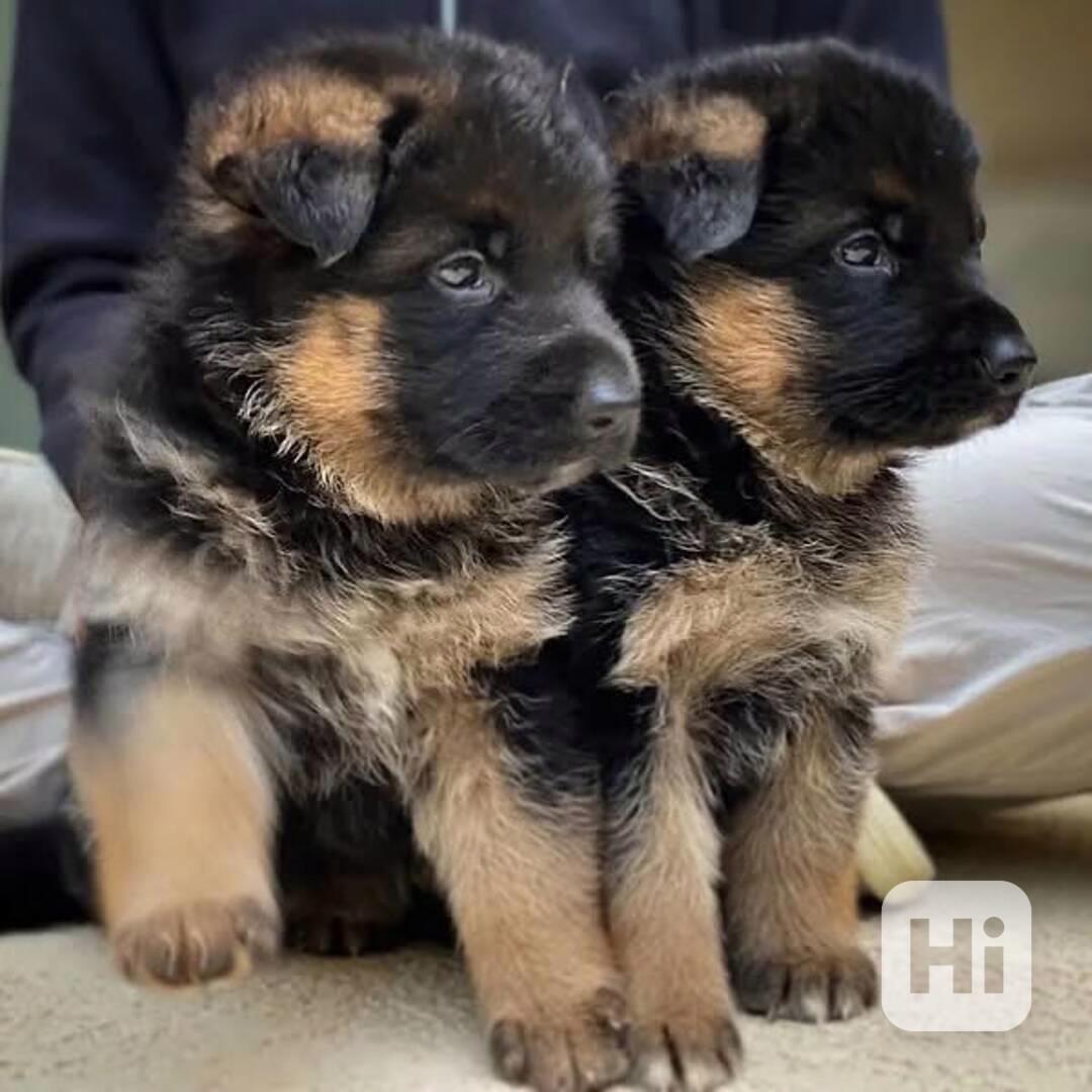 🐾 Odvaha v mazlení – Dvě štěňata německého ovčáka k dispozi - foto 1