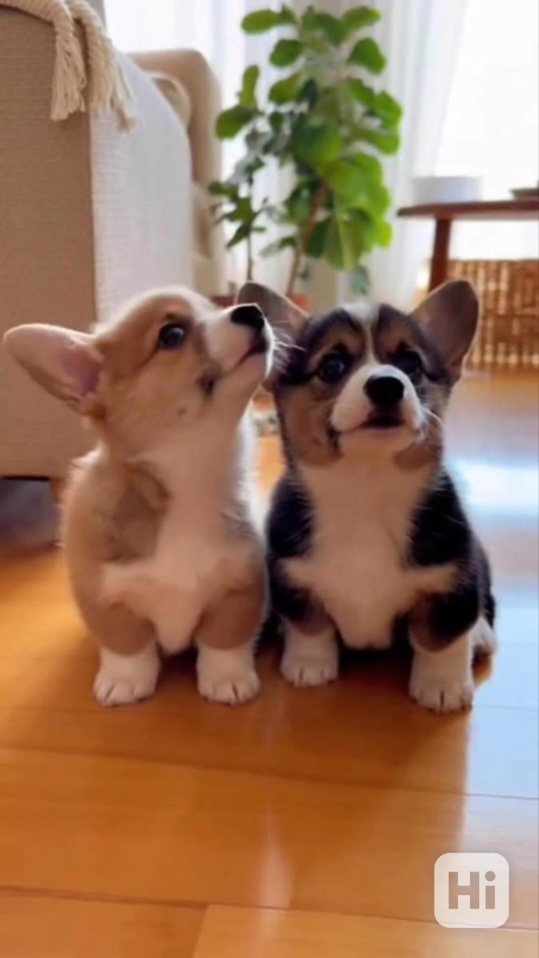 Štěňata velšského corgi k dispozici - foto 1