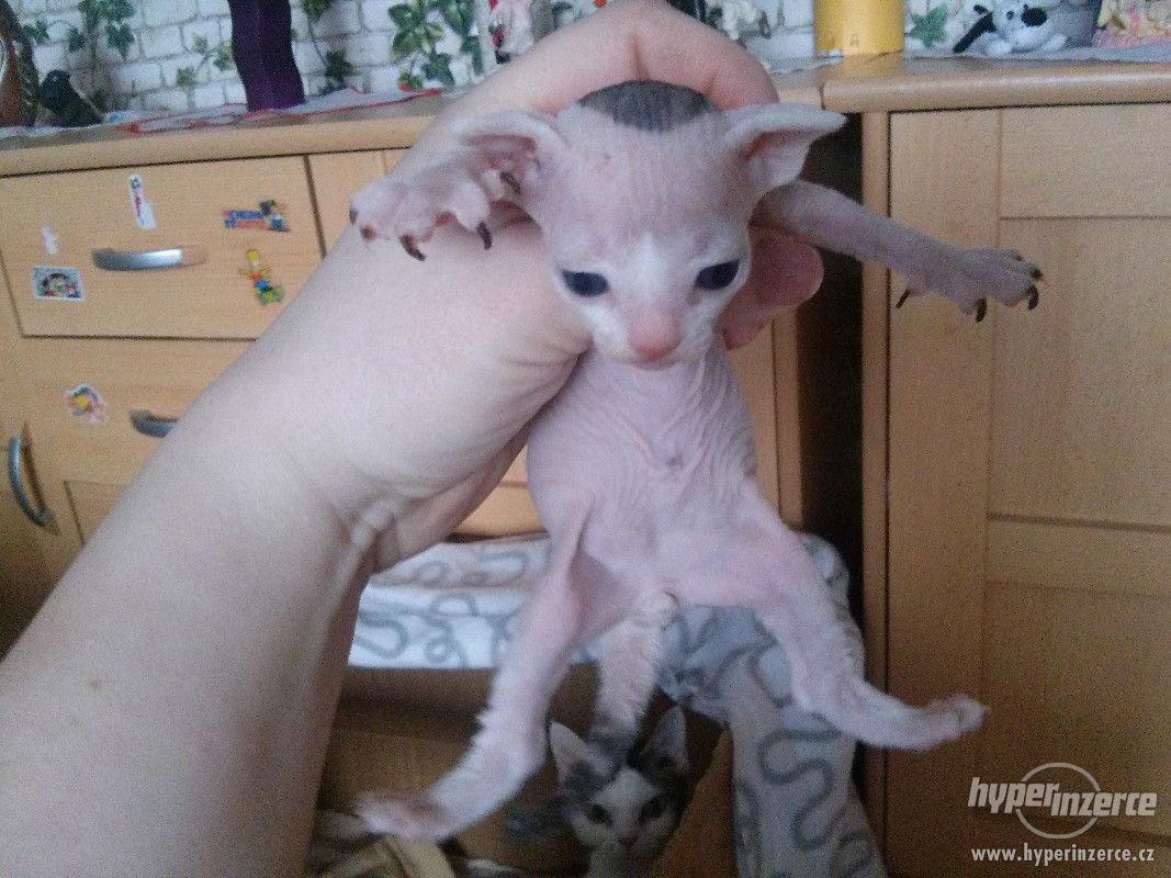 Prodám Koťátka Devon Rex - foto 1