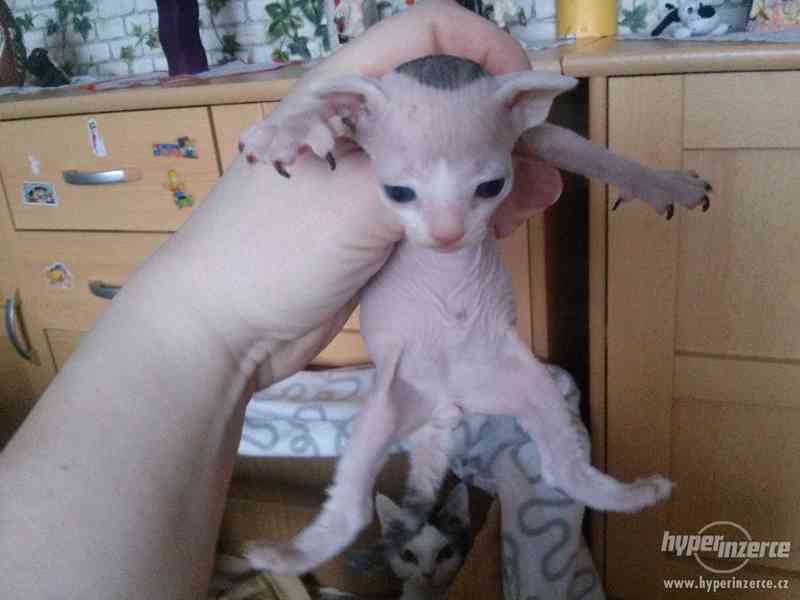 Prodám Koťátka Devon Rex - foto 1