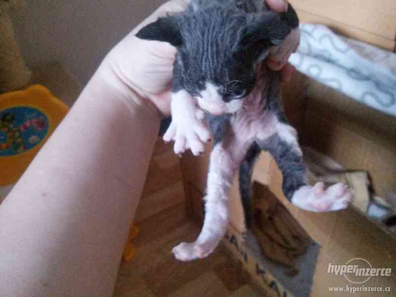 Prodám Koťátka Devon Rex - foto 2