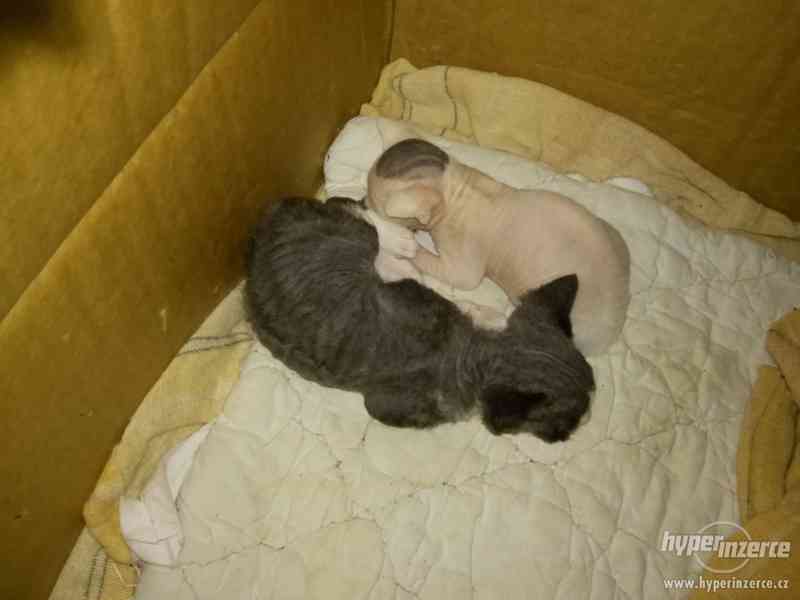 Prodám Koťátka Devon Rex - foto 3
