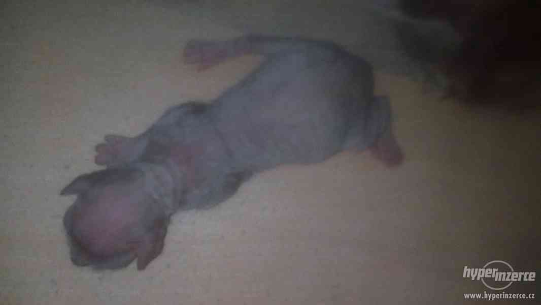 Prodám Koťátka Devon Rex - foto 4