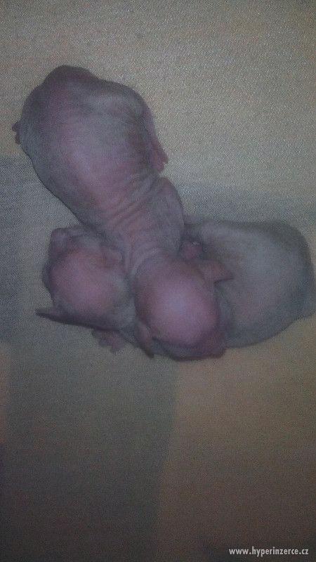 Prodám Koťátka Devon Rex - foto 5