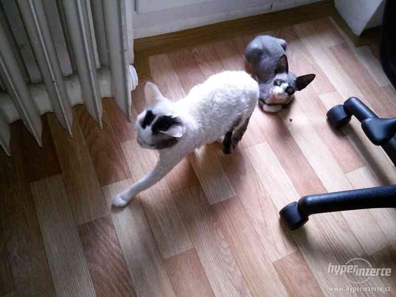 Prodám Koťátka Devon Rex - foto 6