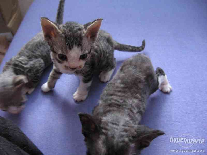 Prodám Koťátka Devon Rex - foto 7