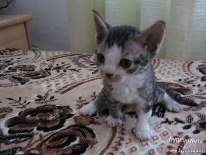 Prodám Koťátka Devon Rex - foto 8