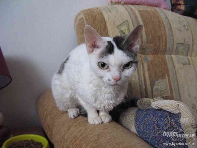 Prodám Koťátka Devon Rex - foto 9