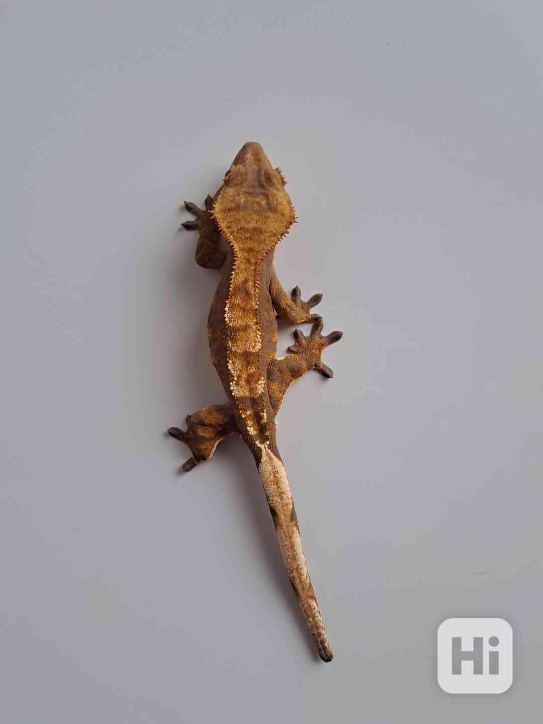 paagekon řasnatý - foto 1