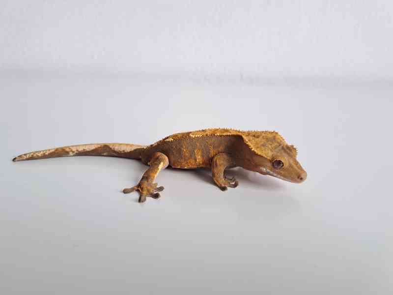 paagekon řasnatý - foto 2