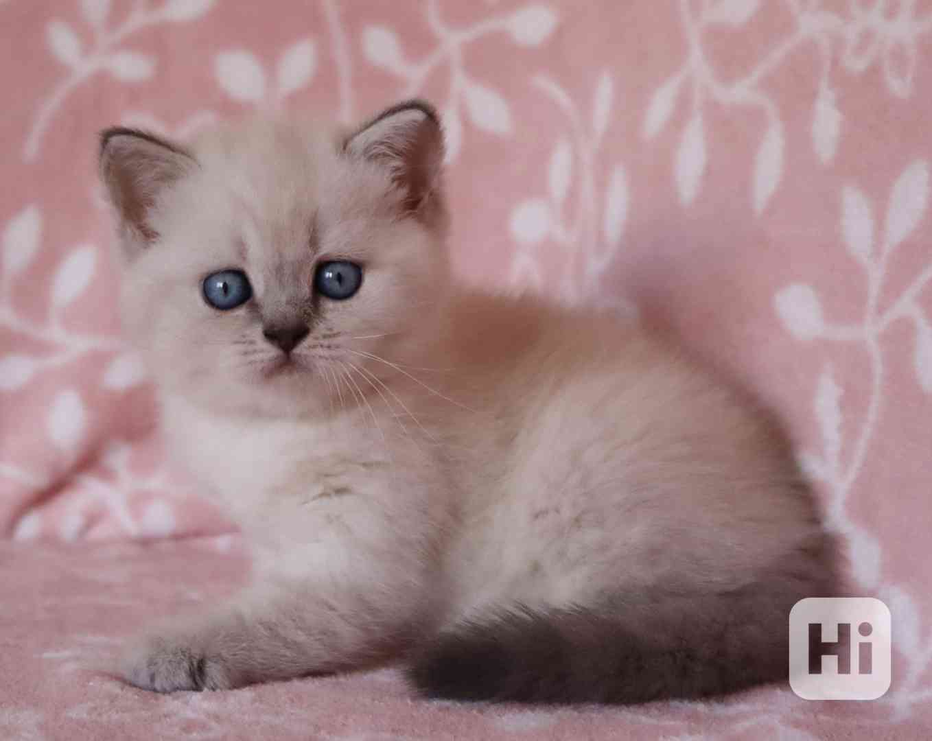 Britská colorpoint kočička s PP - foto 1