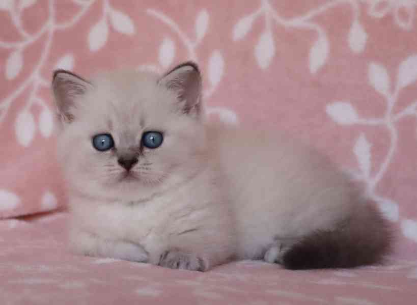 Britská colorpoint kočička s PP - foto 3