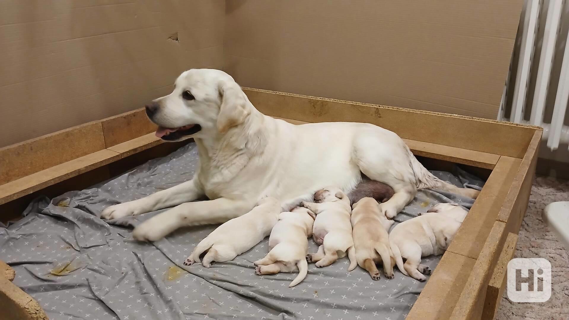 Štěňata Labradorského retrívra  - foto 1