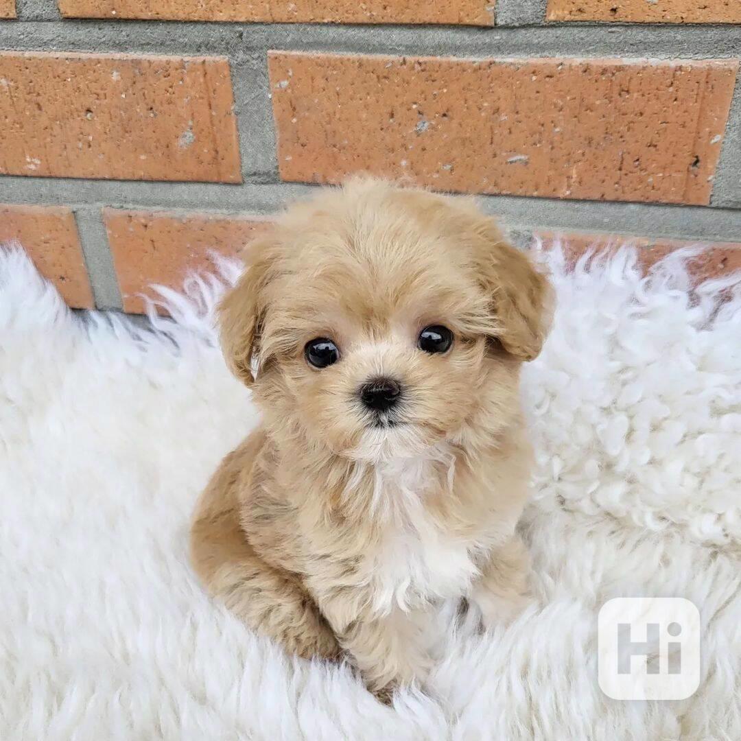 Šteniatka Maltipoo na adopciu - foto 1