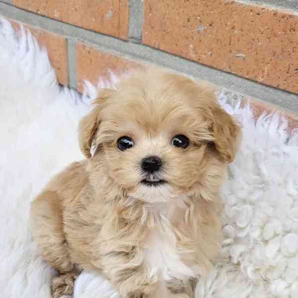 Šteniatka Maltipoo na adopciu - foto 2