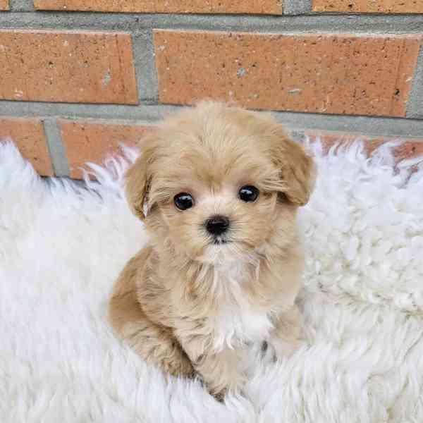 Šteniatka Maltipoo na adopciu - foto 1