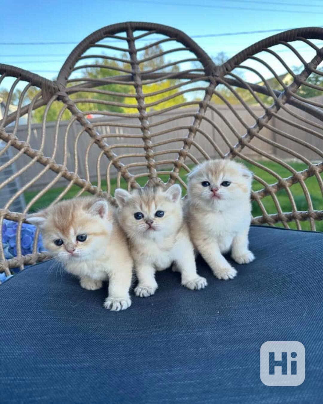 Roztomilá koťátka skotského klapoucha k adopci - foto 1
