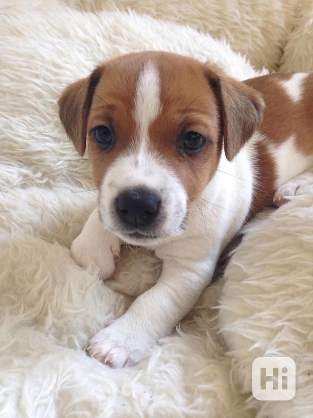 Jack russell terier klučík - foto 1