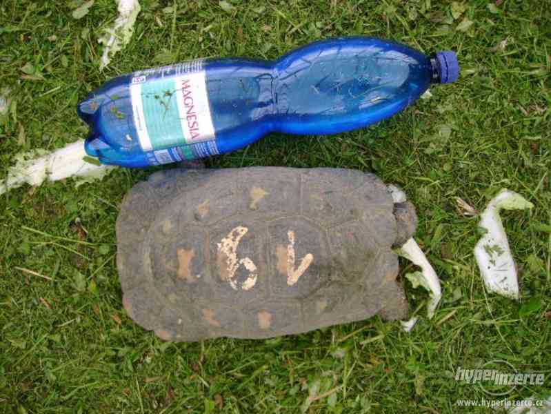 Prodám dospělé želvy Testudo marginata (želva vroubená) - foto 3