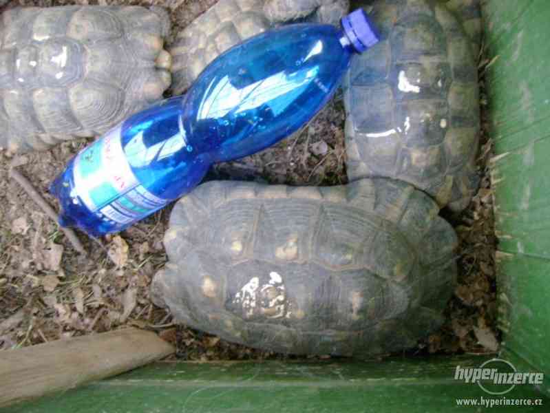 Prodám dospělé želvy Testudo marginata (želva vroubená) - foto 4