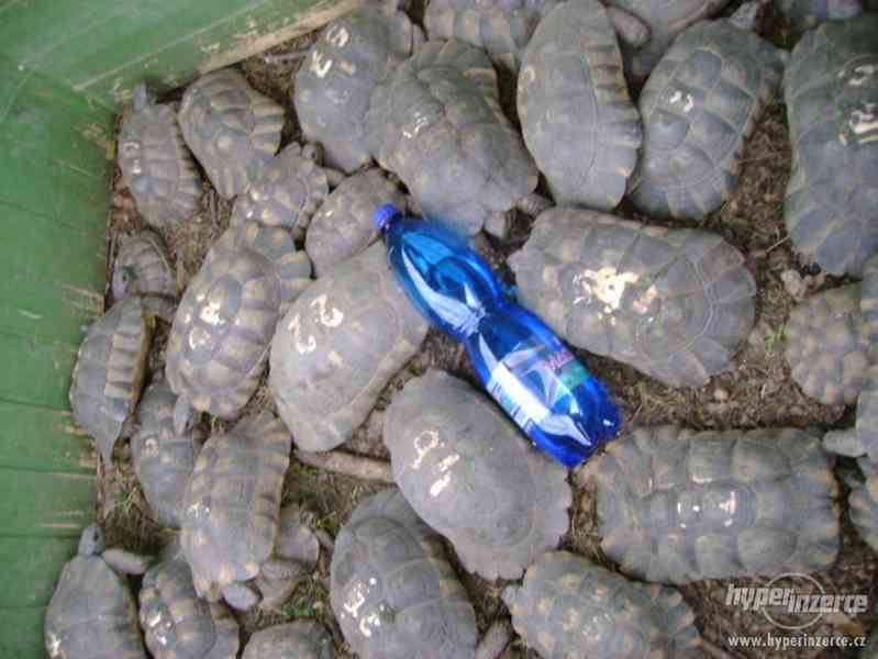 Prodám dospělé želvy Testudo marginata (želva vroubená) - foto 5