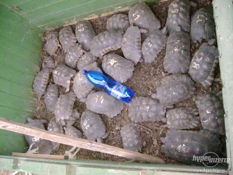Prodám dospělé želvy Testudo marginata (želva vroubená) - foto 6