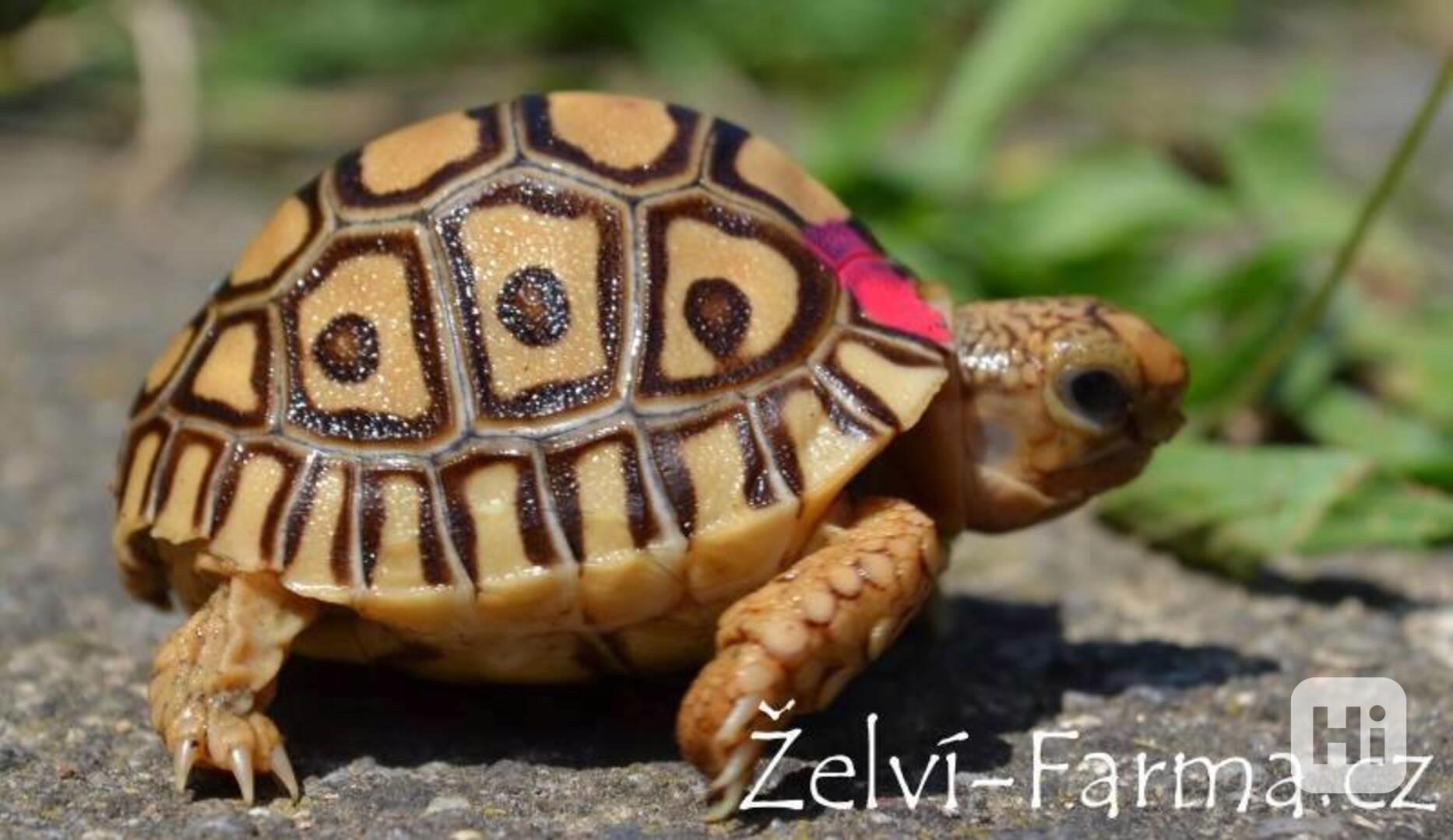 SUCHOZEMSKÉ ŽELVY PARDÁLÍ – vlastní odchov! - foto 1