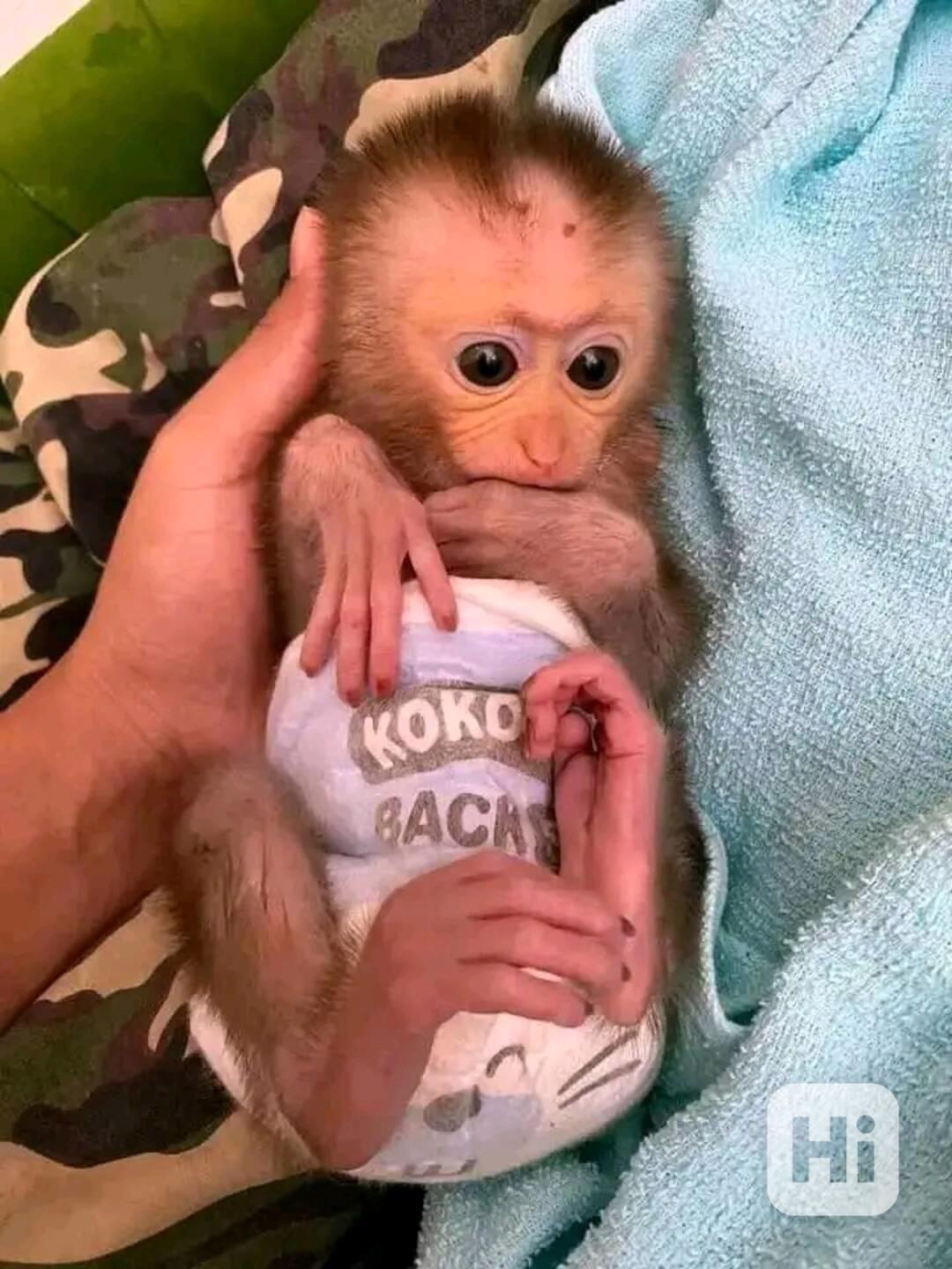  Lákavá hravá kapucínská dívka - foto 1