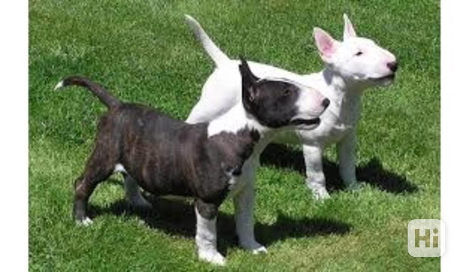 Mini bullteriér - foto 1