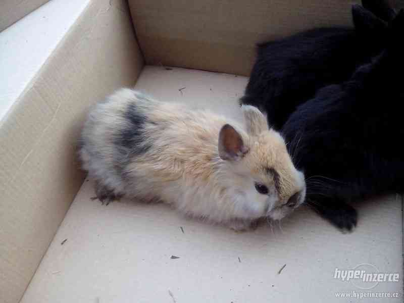 Daruji zakrslého králíka - foto 2