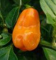 Chilli Maraba Orange - semena 25,- Kč - foto 1