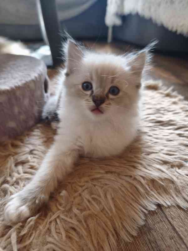 Ragdoll - foto 5