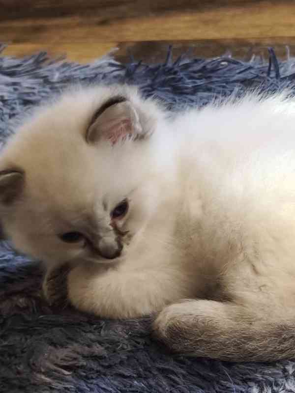 Ragdoll - foto 7