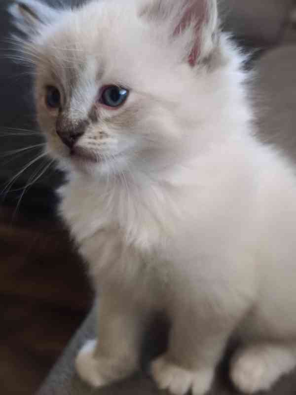 Ragdoll - foto 1