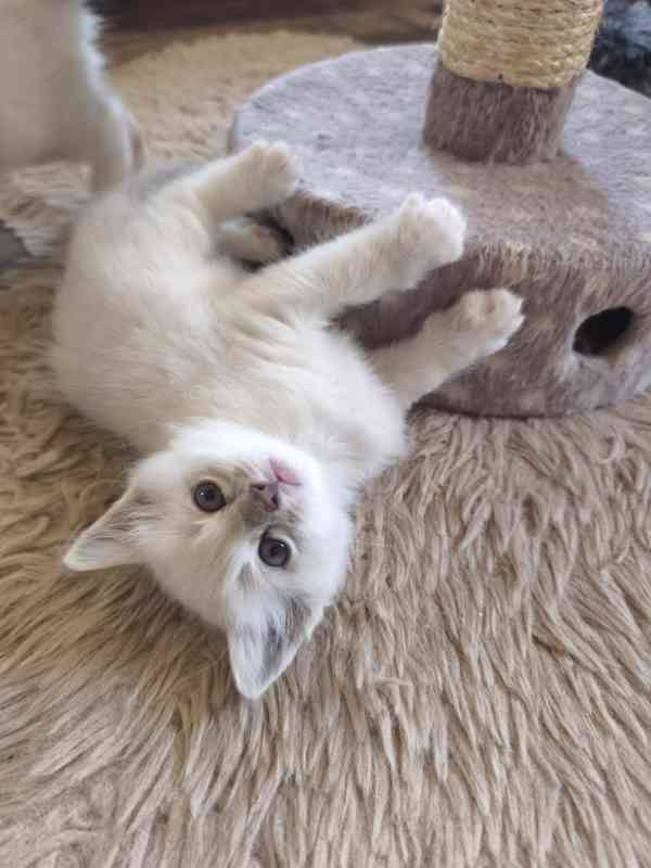 Ragdoll - foto 9