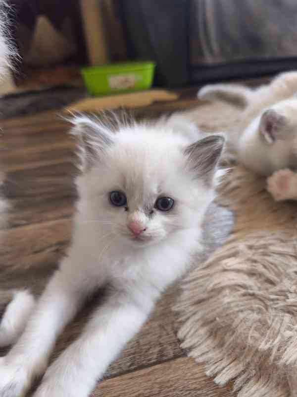 Ragdoll - foto 13