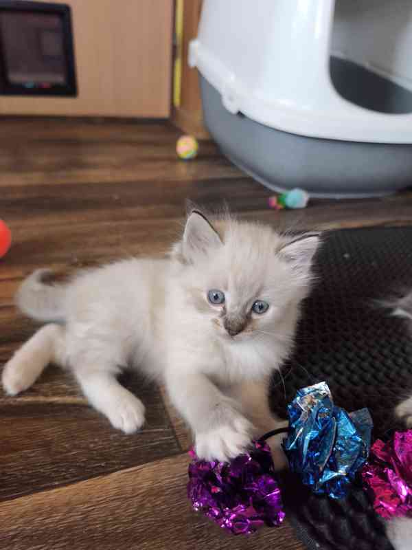 Ragdoll - foto 11