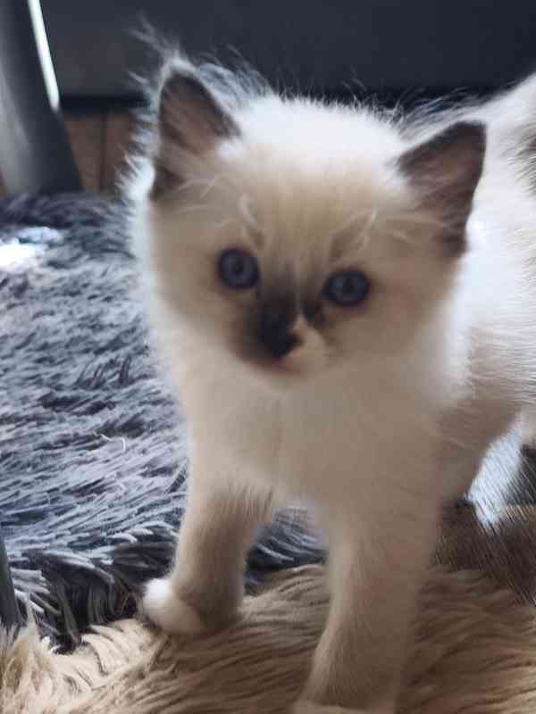 Ragdoll - foto 3
