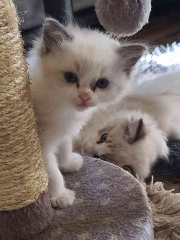 Ragdoll - foto 4