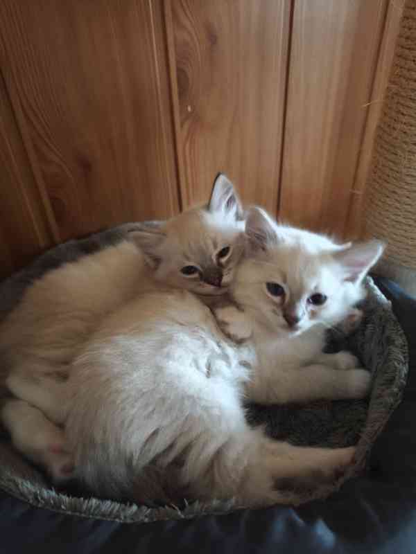 Ragdoll - foto 2