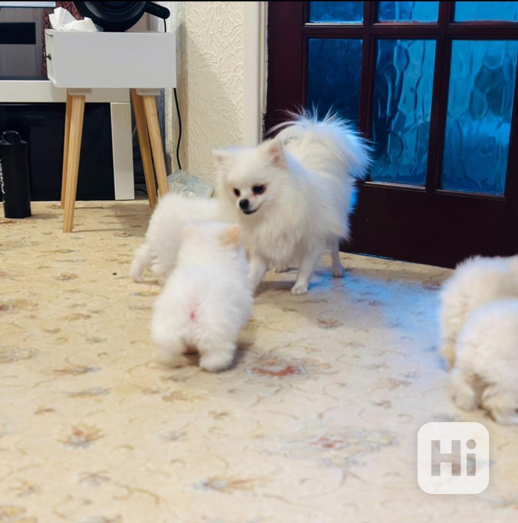 štěňata pomeranského ovčáka - foto 1