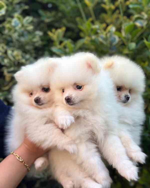 štěňata pomeranského ovčáka - foto 16